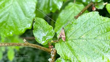 Box-tree moth, Cydalima perspectalis,