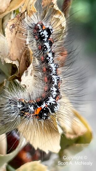 Yellow-tail moth caterpillar, Euproctis similis