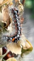 Yellow-tail moth caterpillar, Euproctis similis