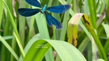 Beautiful Demoiselle, Calopteryx virgo, in flight
