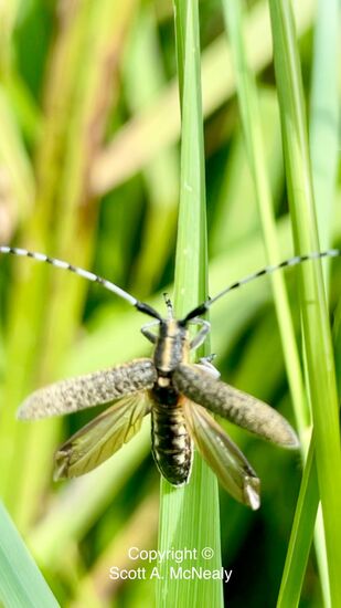 Golden-bloomed grey longhorn beetle, Agapanthia villosoviridescens, wings showing