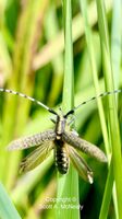 Golden-bloomed grey longhorn beetle, Agapanthia villosoviridescens, wings showing