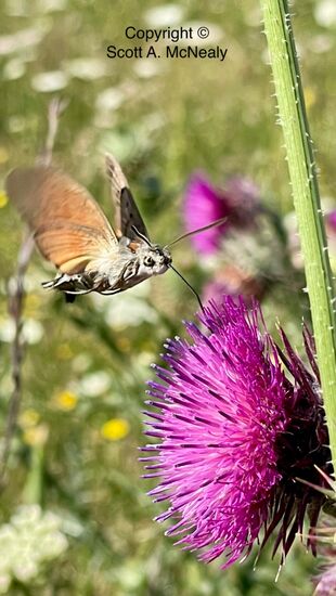 Hummingbird hawk-moth, Macroglossum stellatarum