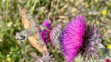 Hummingbird hawk-moth, Macroglossum stellatarum