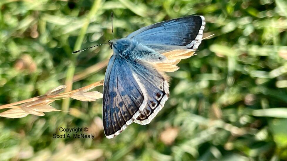 Chalk Hill Blue, Polyommatus coridon