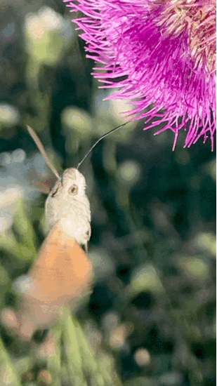 Hummingbird hawk-moth, Macroglossum stellatarum