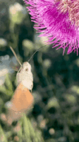Hummingbird hawk-moth, Macroglossum stellatarum