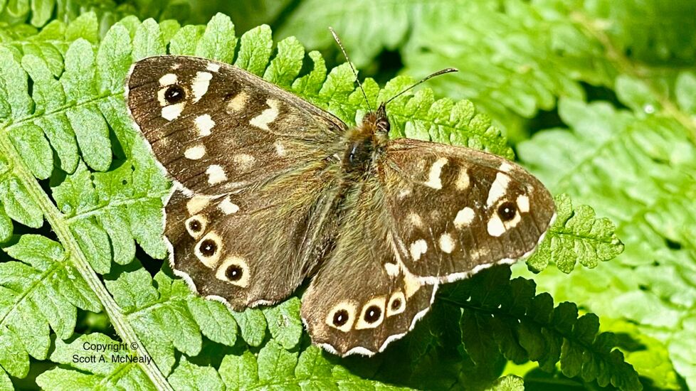 Speckled Wood, Pararge aegeria