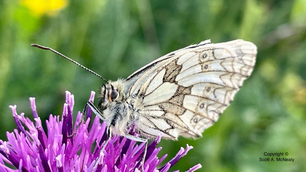 Marbled White Melanargia galathea