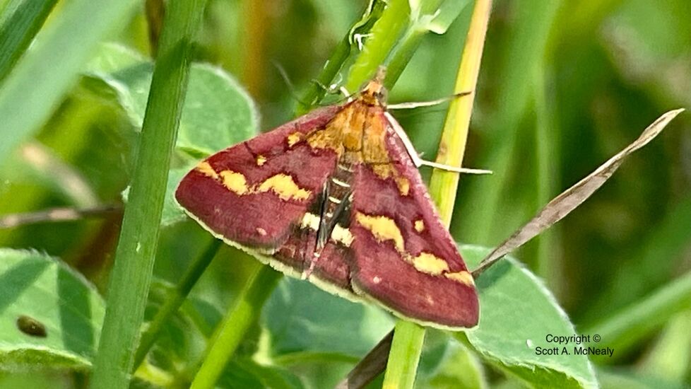 Common Purple & Gold, Pyrausta purpuralis