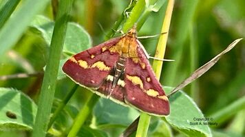 Common Purple & Gold, Pyrausta purpuralis