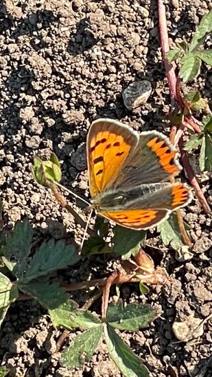 Small Copper Lycaena phlaeas