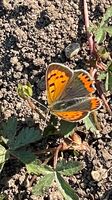 Small Copper Lycaena phlaeas