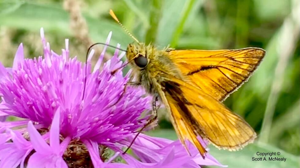 Large Skipper, Ochlodes venata
