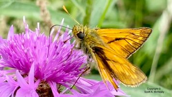 Large Skipper, Ochlodes venata