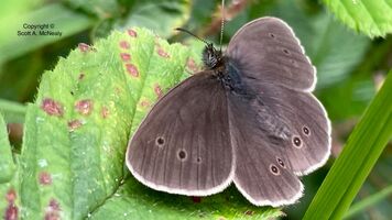 Ringlet, Aphantopus hyperantus