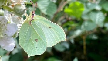 Brimstone, Gonepteryx rhamni,