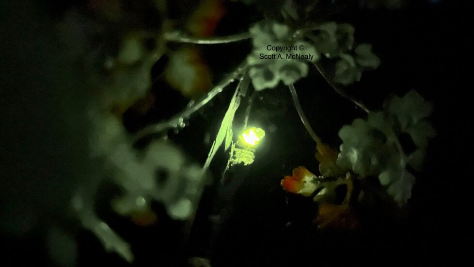 Glow-worm, ampyris noctiluca
