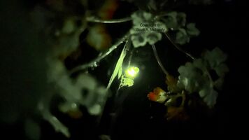 Glow-worm, ampyris noctiluca