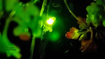 Glow-worm, ampyris noctiluca