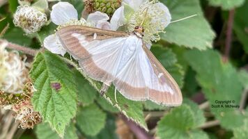 Box-tree moth, Cydalima perspectalis,