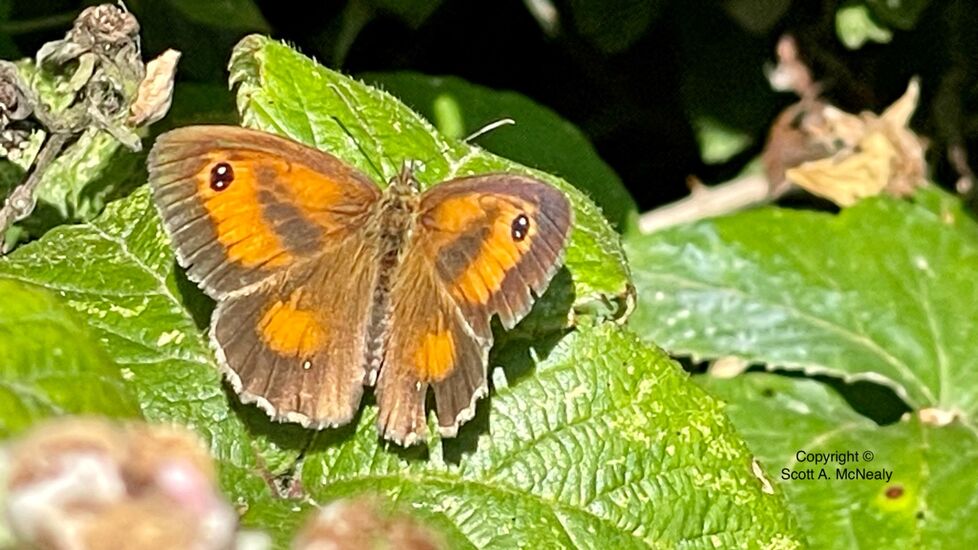 Gatekeeper or Hedge Brown Pyronia tithonus