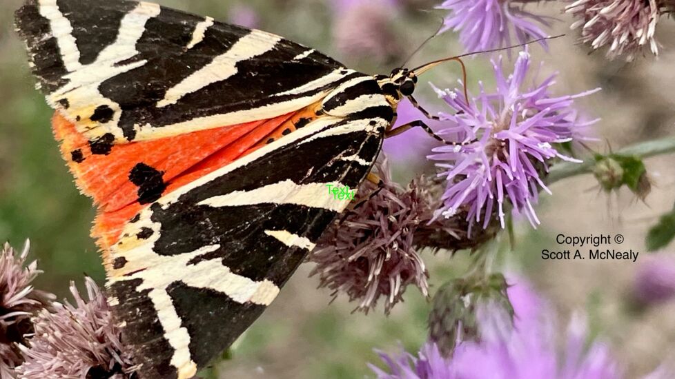 Jersey Tiger, or Spanish Flag moth, Euplagia quadripunctaria
