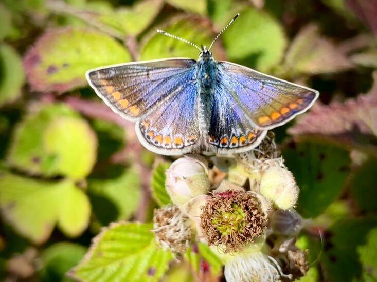 Common Blue Polyommatus icarus, male upperwing during flight