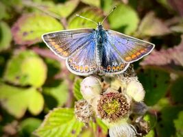 Common Blue Polyommatus icarus, male upperwing during flight