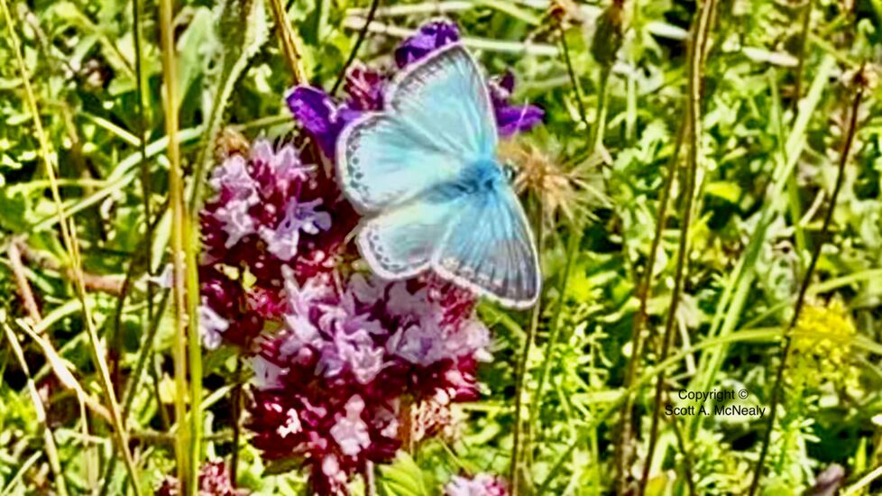 Common Blue Polyommatus icarus, male upperwing during flight