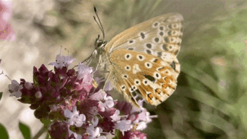Chalkhill blue, Lysandra coridon wing movement