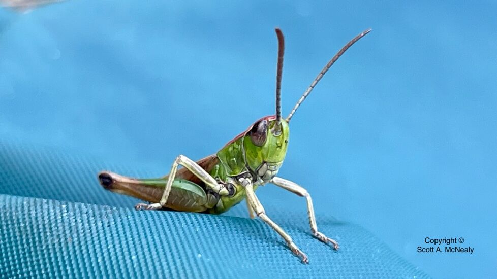 Meadow Grasshopper, Pseudochorthippus parallelus