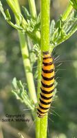 Cinnabar Moth, Tyria jacobaeae, Caterpillars on Common Ragwort, Senecio jacobaea