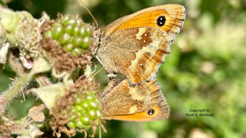 Gatekeeper or Hedge Brown Pyronia tithonus, mating