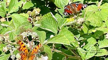 Peacock Aglais io, and Comma Polygonia c-album