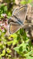 Common Blue, Polyommatus icarus, in flight