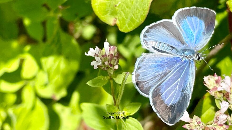 Holly Blue, Celastrina argiolus, female in flight