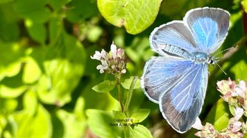 Holly Blue, Celastrina argiolus, female in flight