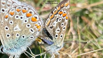 Common Blue Polyommatus icarus, mating