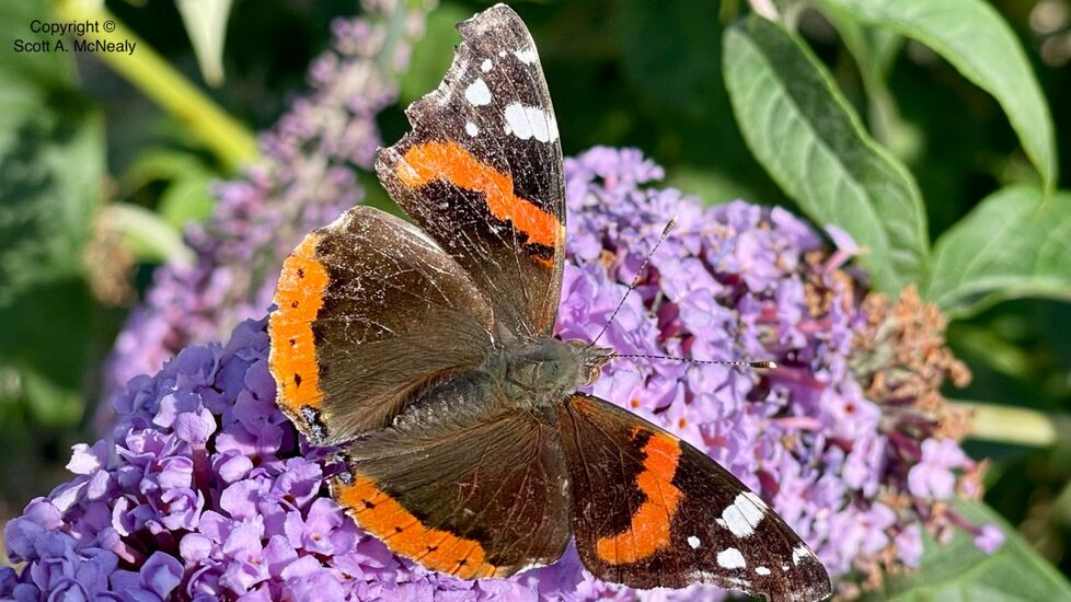 Red Admiral Vanessa atalanta