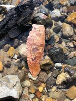 Native American arrowhead