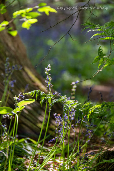 Landpark Wood-Bluebells, Hyacinthoides non-scripta,