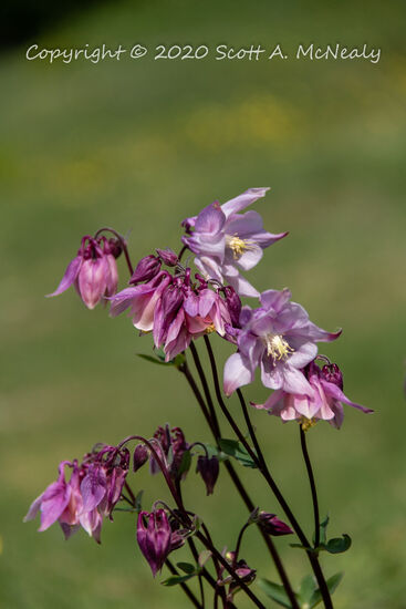 Landpark Wood-Columbine, aquilegia vulgaris-9432