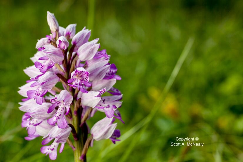 Military Orchid, Orchis militaris, at Homefield Wood Berks, Bucks & Oxon Wildlife Trust-0138