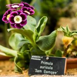 RHS Wisley-Alpine House-Primula auricula 'Sam Gamgee'