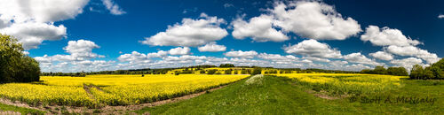 Rapeseed field, Brassica napus, Panorama