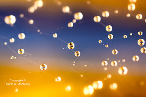 Spider web waterdrops