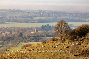 Steps Hill near Ivinghoe Beacon with sheep overlooking Pitstone Village