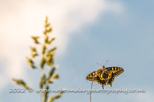 Swallowtail Butterfly, Papilio machaon, at Strumpshaw Fen-1154-2