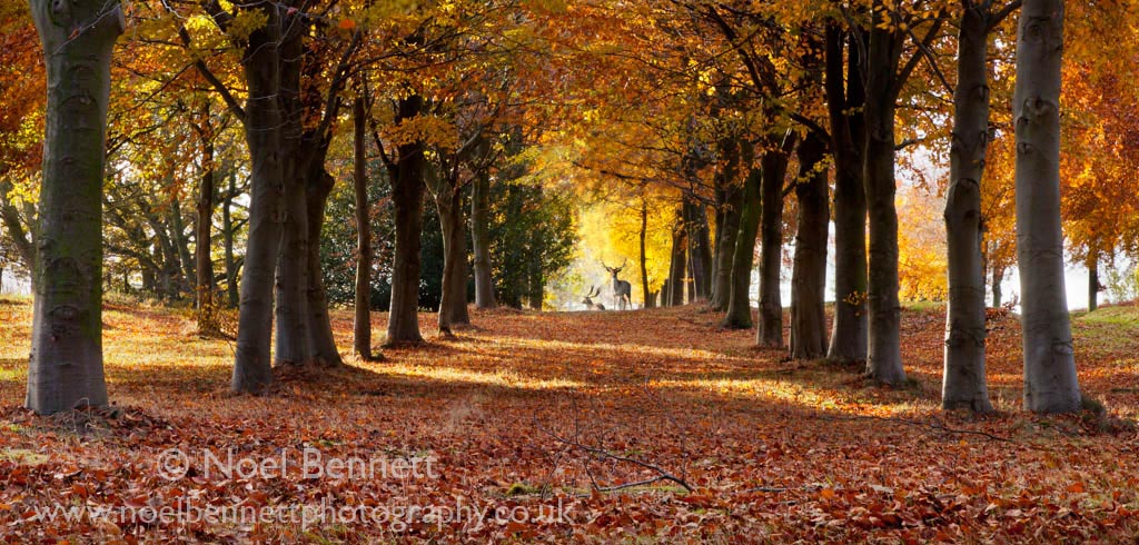 Autumn Avenue